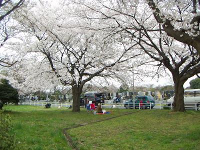 20080330_010.JPG
