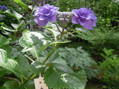 20080615_005.JPG